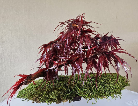 Bonsai Rode Acer — Preserved Botanical Object