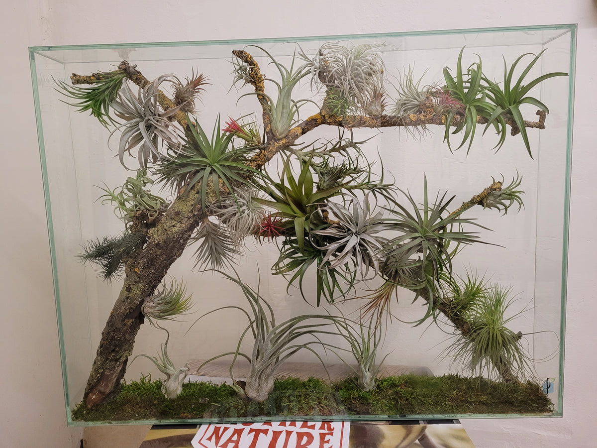 Forest Window Panel No. 4