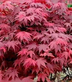 Bonsai Rode Acer — Preserved Botanical Object