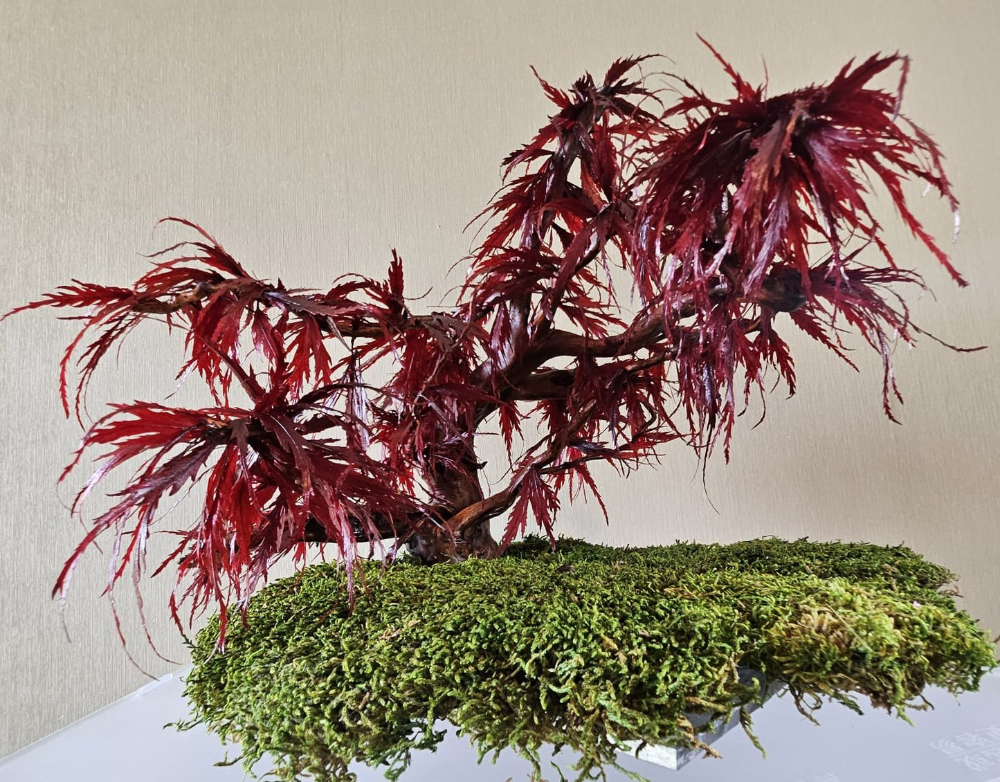 Bonsai Rode Acer — Preserved Botanical Object