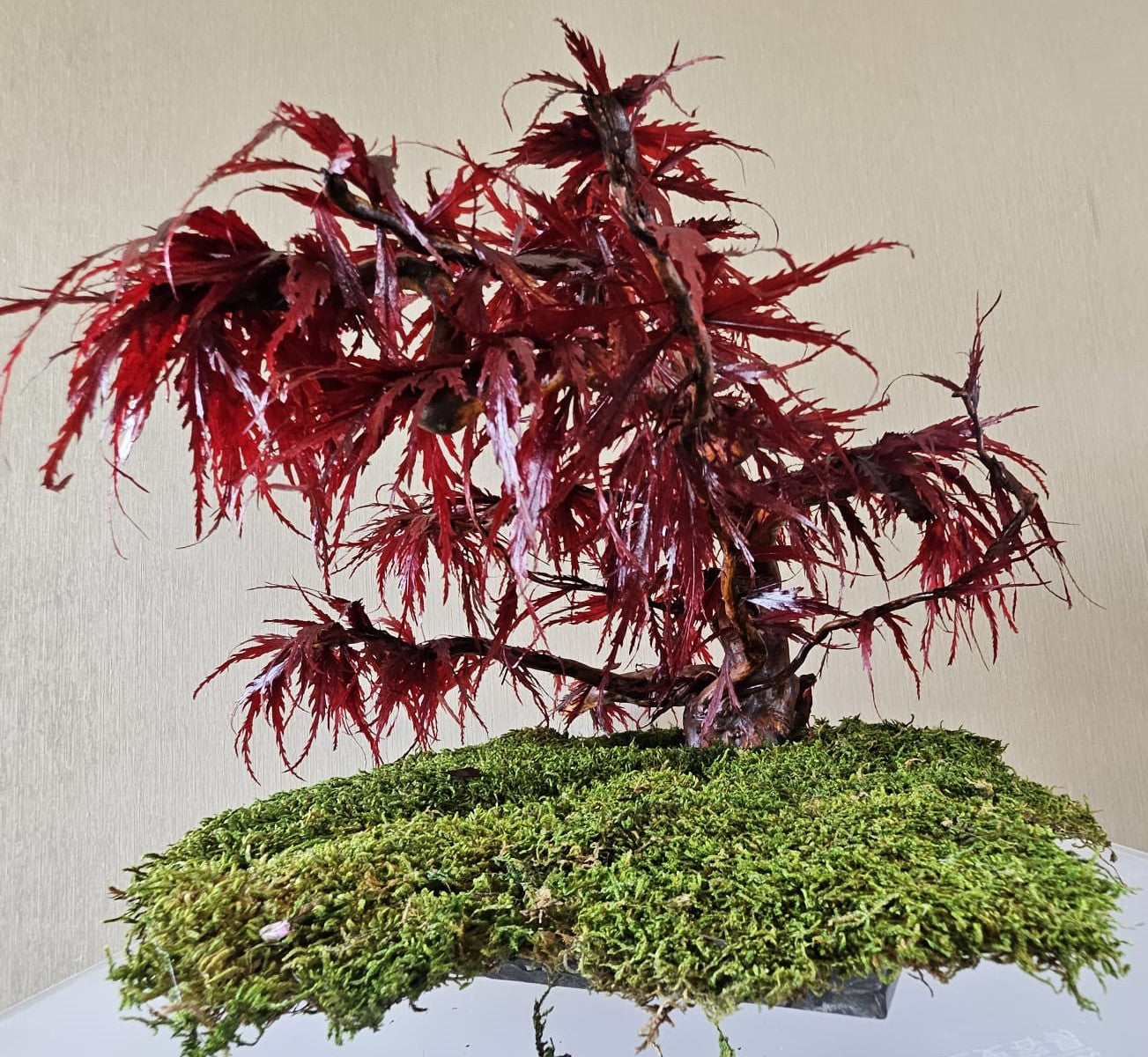 Bonsai Rode Acer — Preserved Botanical Object