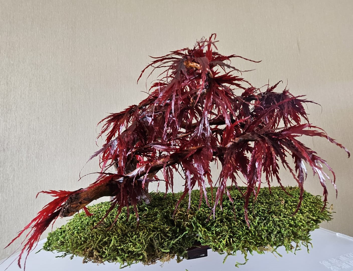 Bonsai Rode Acer — Preserved Botanical Object