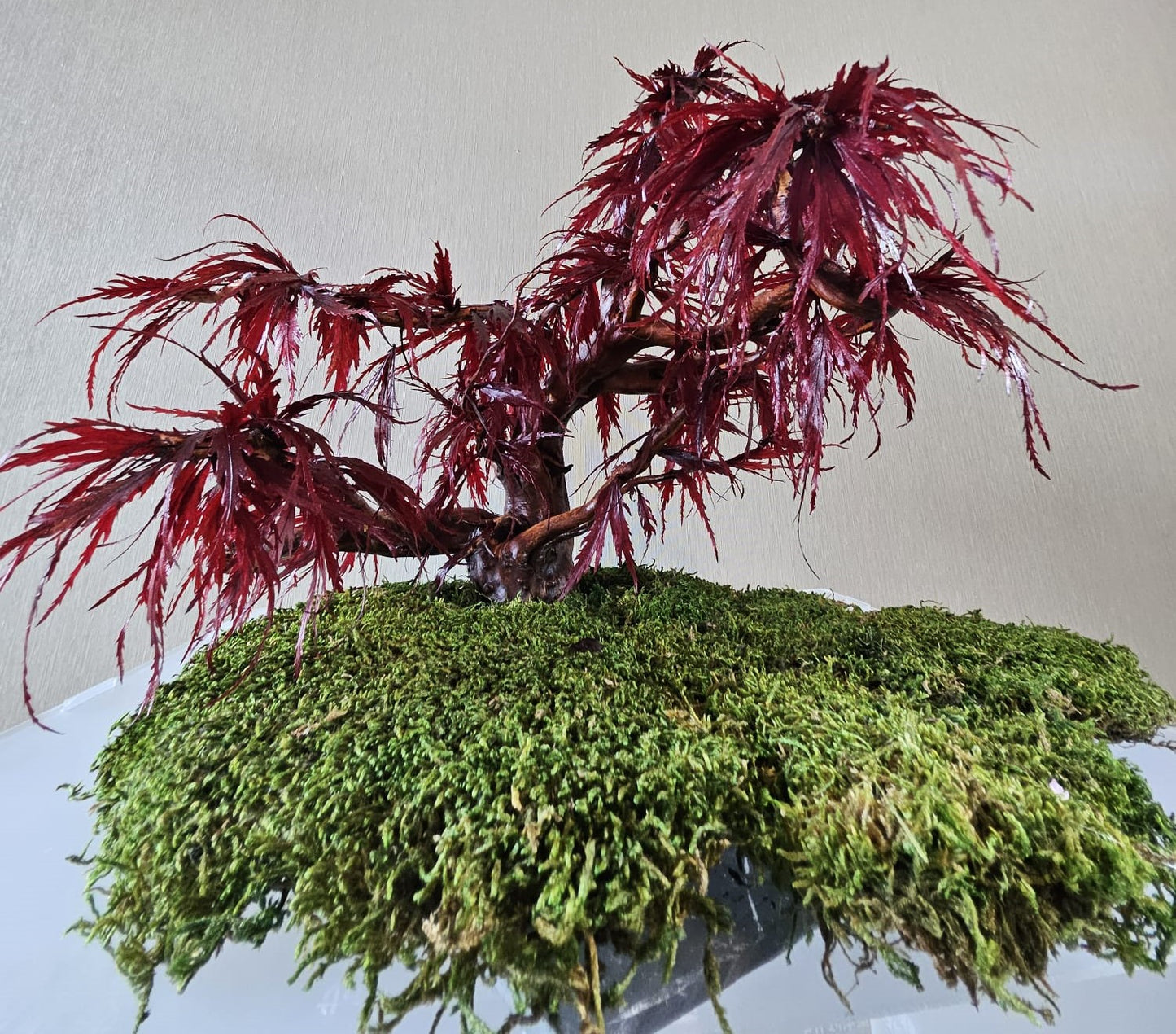 Bonsai Rode Acer — Preserved Botanical Object