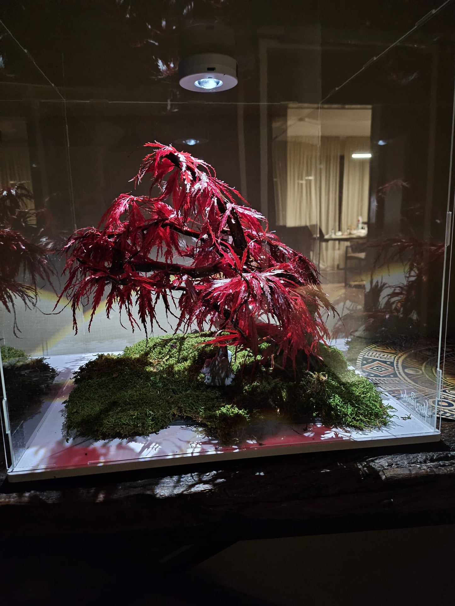Bonsai Rode Acer — Preserved Botanical Object