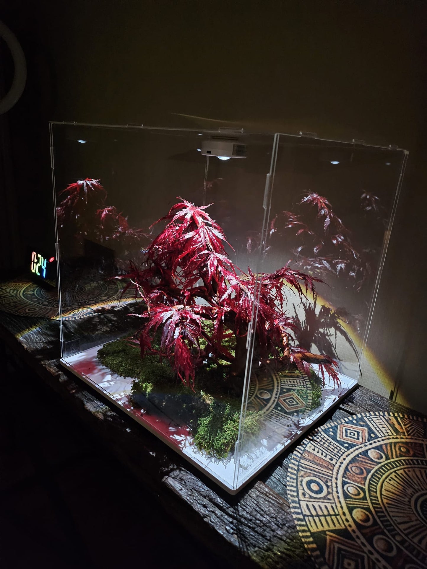 Bonsai Rode Acer — Preserved Botanical Object