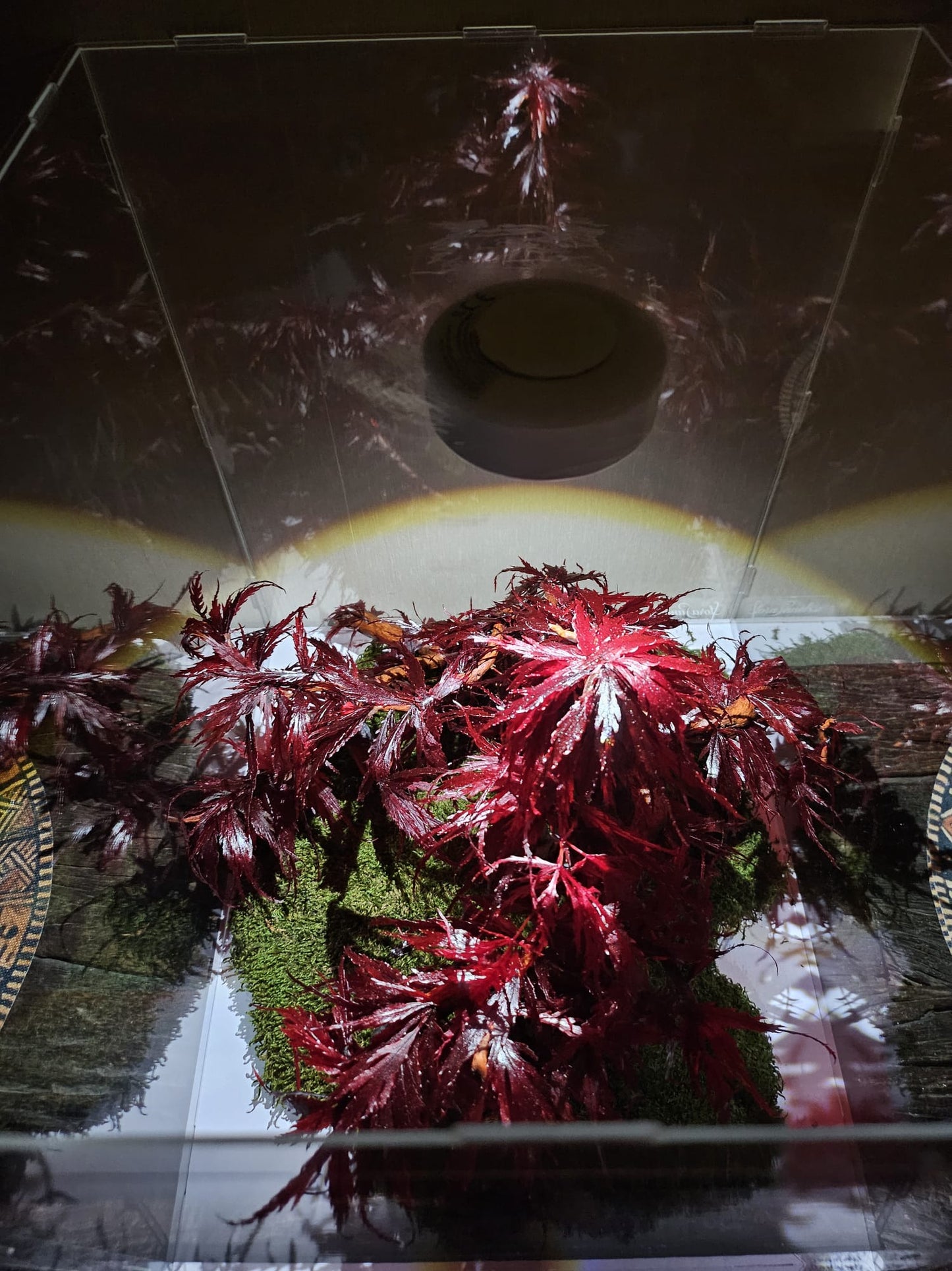 Bonsai Rode Acer — Preserved Botanical Object