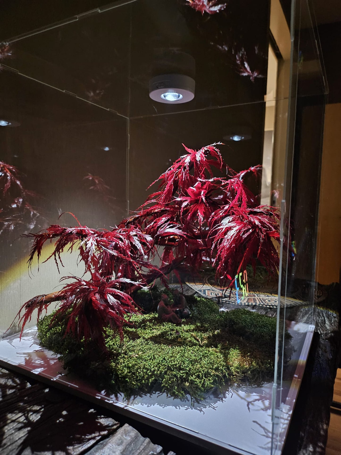 Bonsai Rode Acer — Preserved Botanical Object