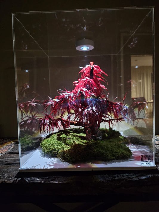 Bonsai Rode Acer — Preserved Botanical Object