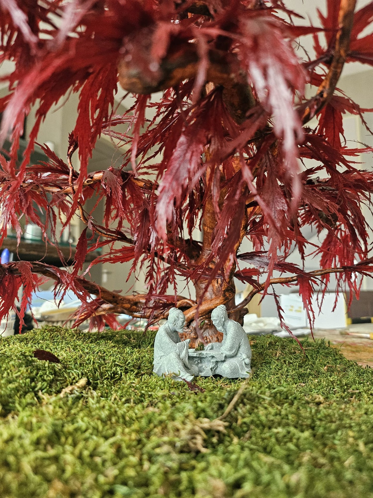 Bonsai Rode Acer — Preserved Botanical Object
