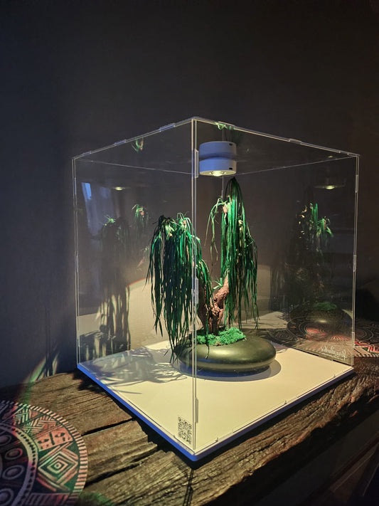 Bonsai Cyperus Alternifolius — Preserved Botanical Object
